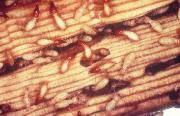 termites in wood